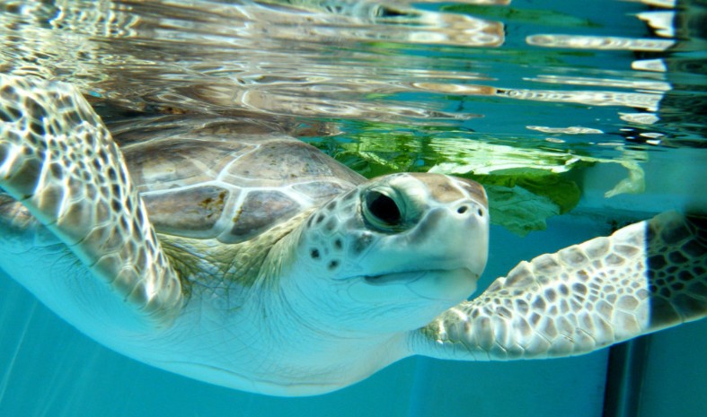Loggerhead Sea Turtle