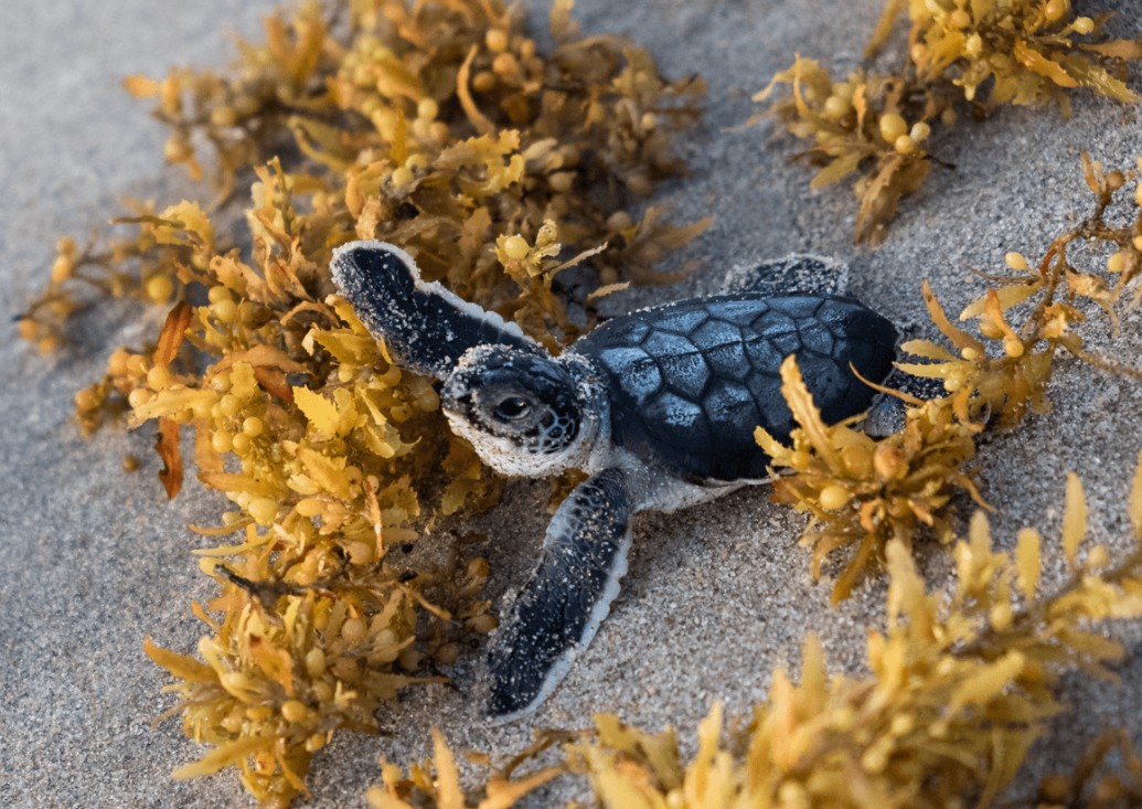 Sea Turtle Hatchling