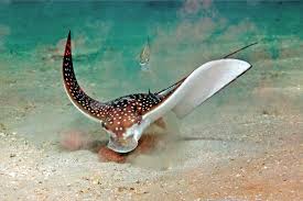 Spotted Ray at Blue Heron Bridge