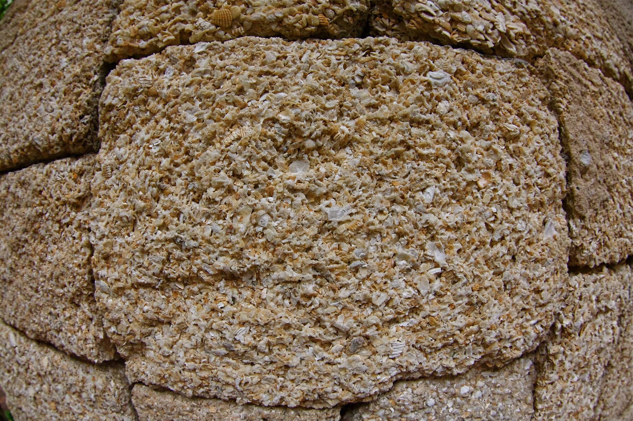 Close-up detail of coquina stone texture showing natural shell and fossil formations