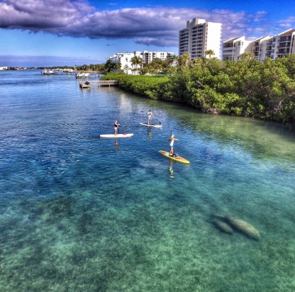 Stand-up paddleboarders with manatee in crystal clear waters