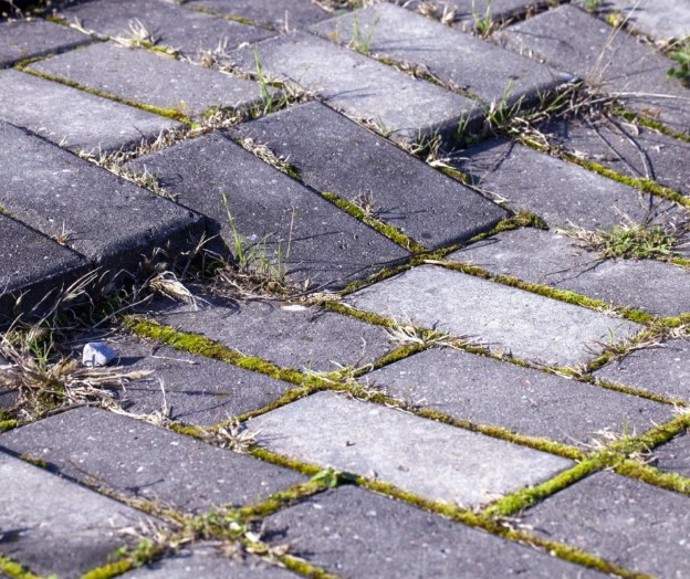 Damaged pavers with extensive weed growth and deteriorating joints requiring professional repair