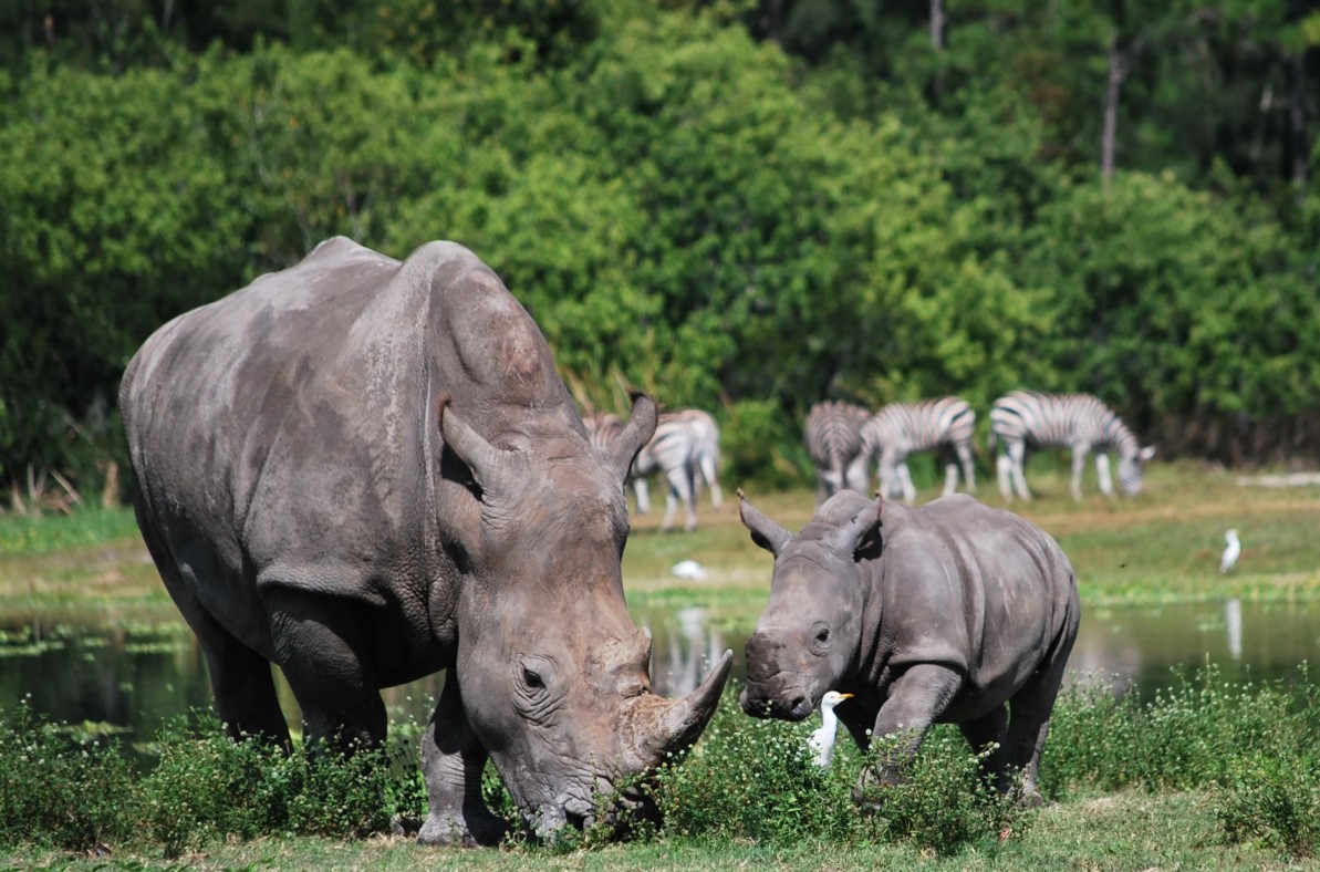 Lion Country Safari Rhino Family in Natural Habitat
