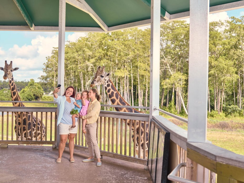 Family Feeding Giraffes at Lion Country Safari