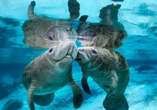 Manatees in West Palm Beach Waters